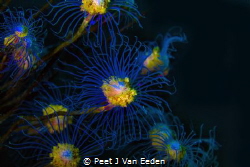 A bouquet of Tubular Hydroids by Peet J Van Eeden 